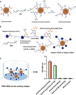 Amide-containing neoepitopes: the key factor in the preparation of hapten-specific antibodies and a strategy to overcome
